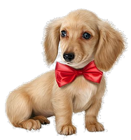 a puppy in a bow tie